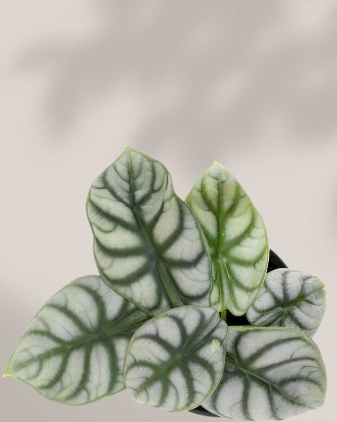 Alocasia Silver Dragon