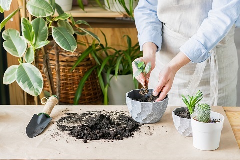 Repotting your plant