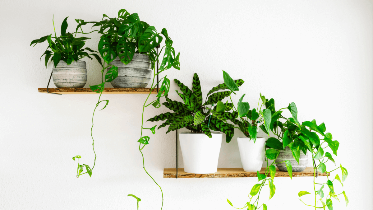 Low Light Hanging Plants for Every Room