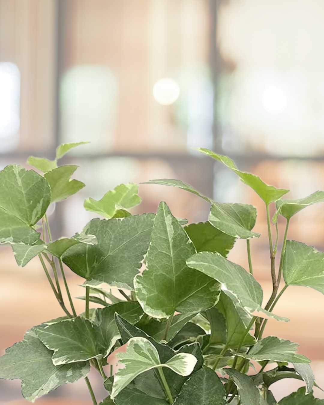 English Ivy Variegated