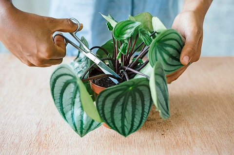 How to take care for a Peperomia plant?