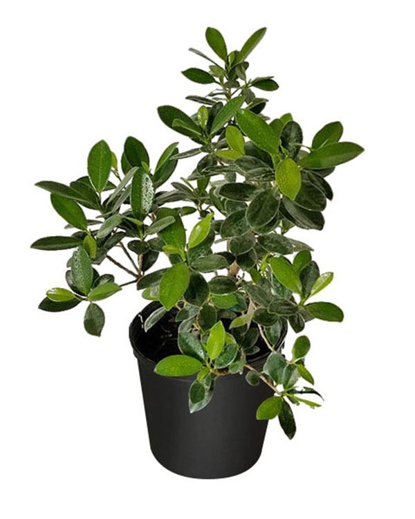 Green island ficus price