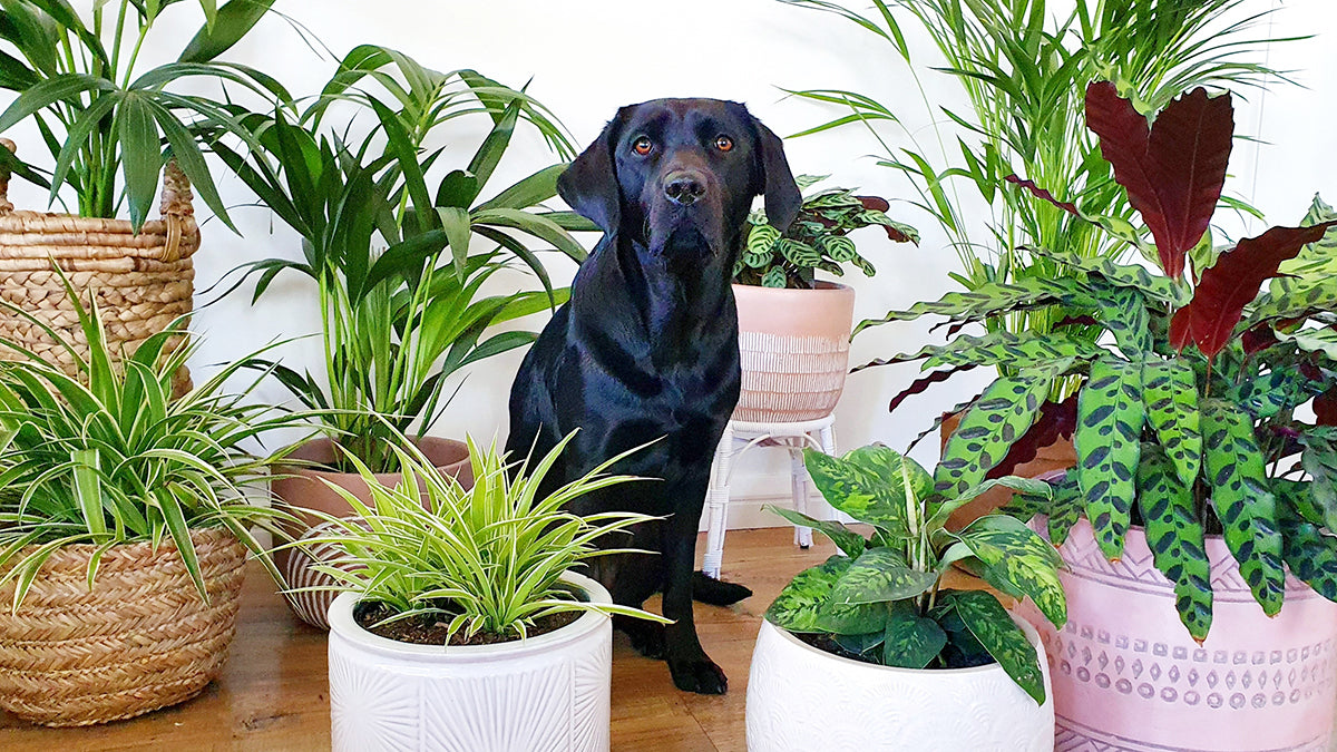 Indoor House Plants Near Me Plant Store Online