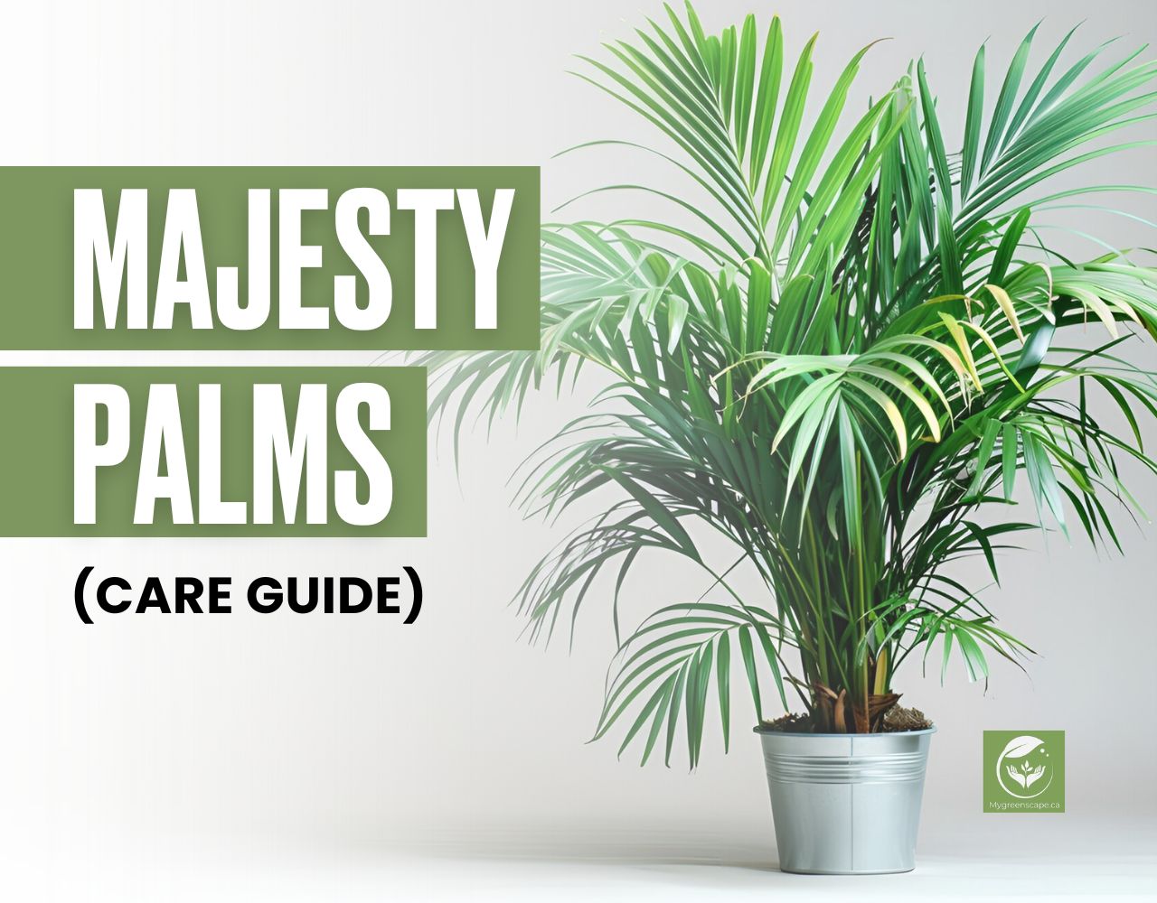 Majesty Palms Care Guide