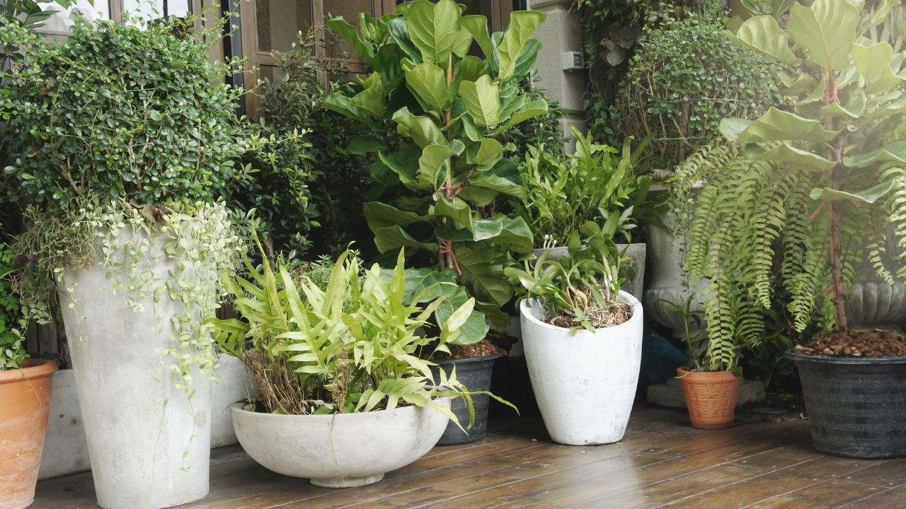 Transition Your Outdoor Plants Indoors for Winter