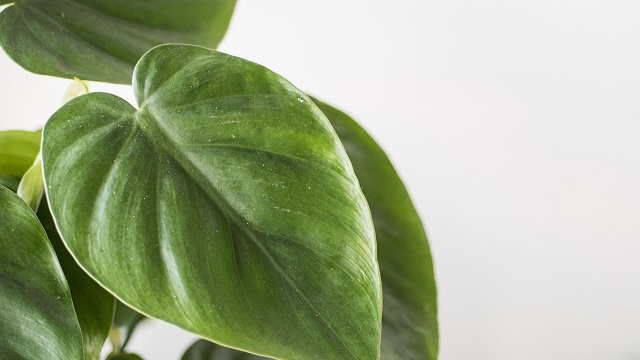 How do you care for an indoor philodendron?