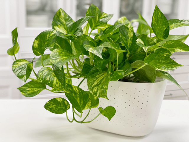 How to Care for a Pothos Plant?