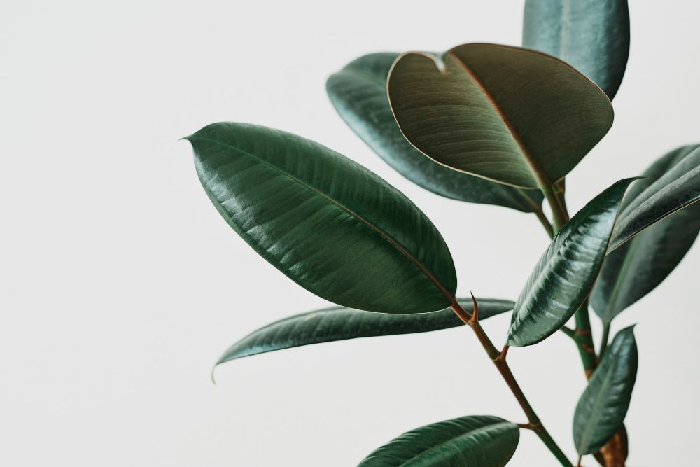 A Guide to Big Rubber Tree Plants