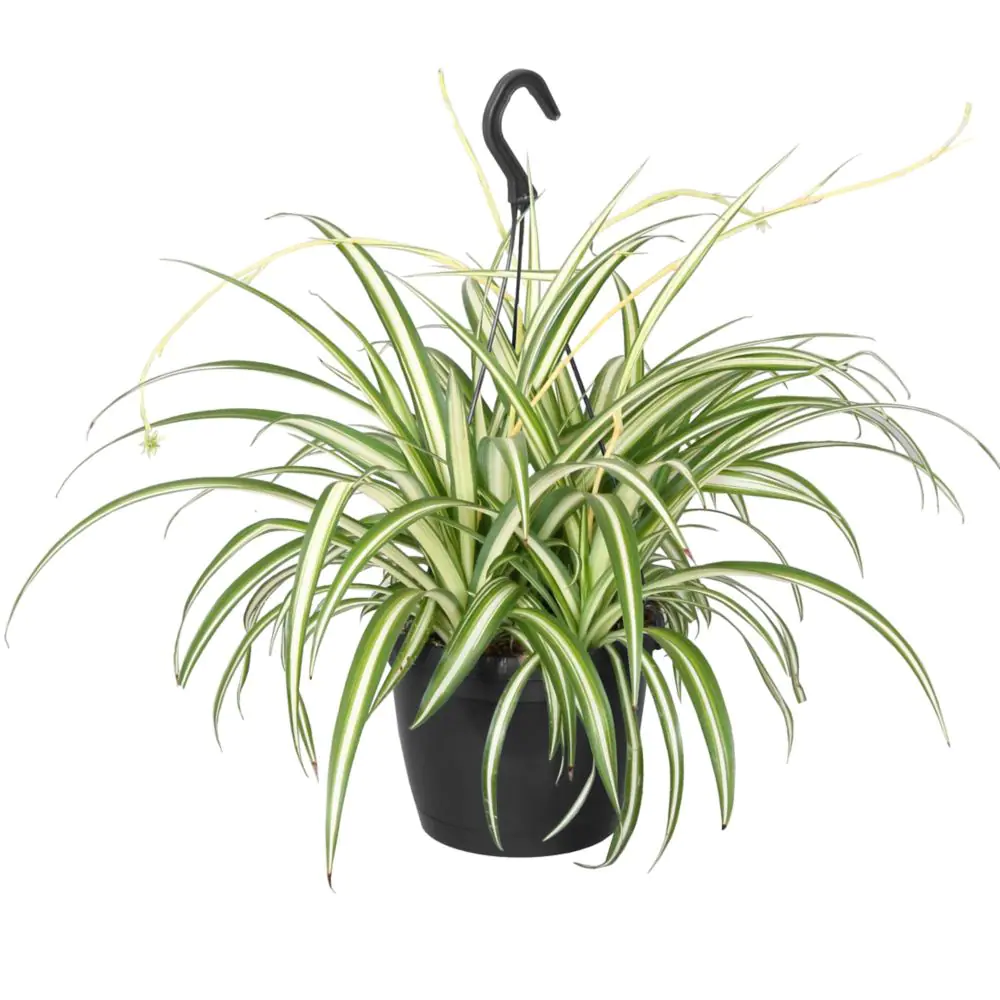 Spider Plant in a Hanging Pot