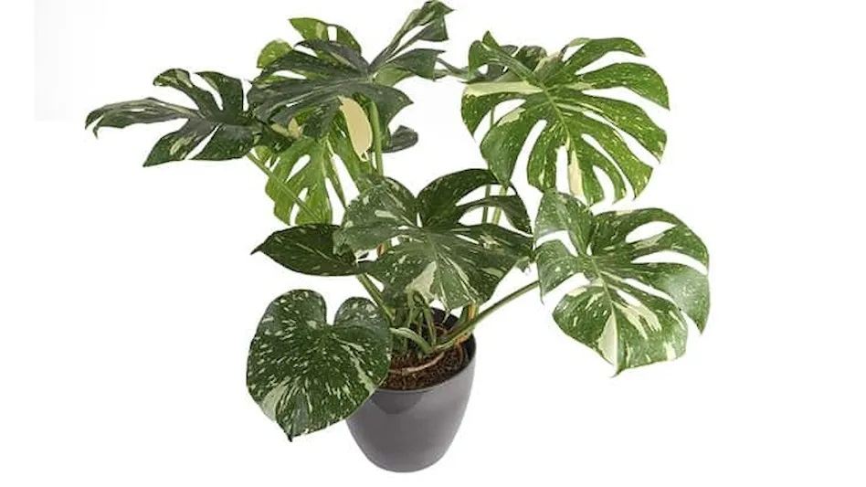 Monstera Thai Constellation | Buy Plants Online - Houseplant Delivery & Care
