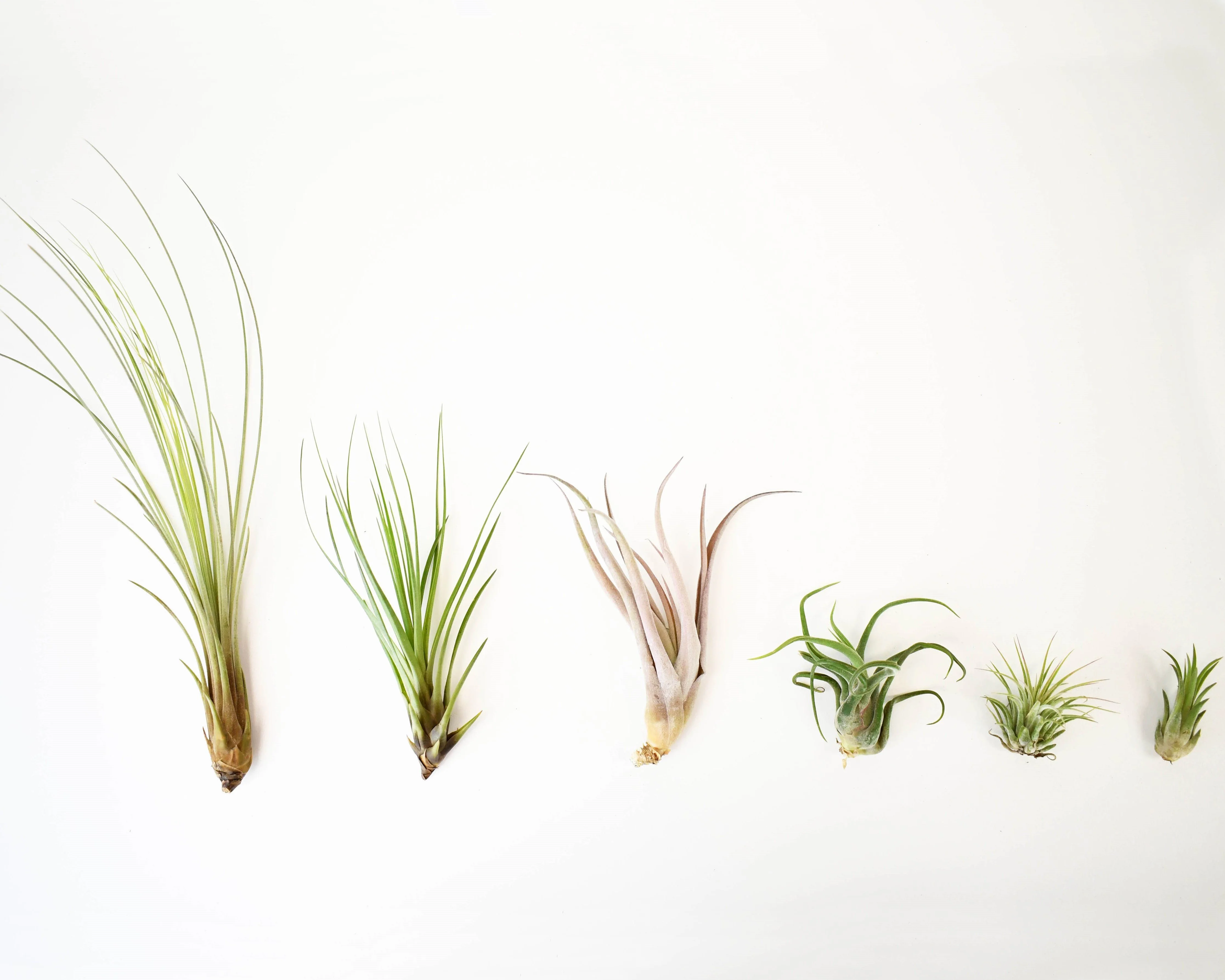 Exploring the World of Air Plants in Toronto