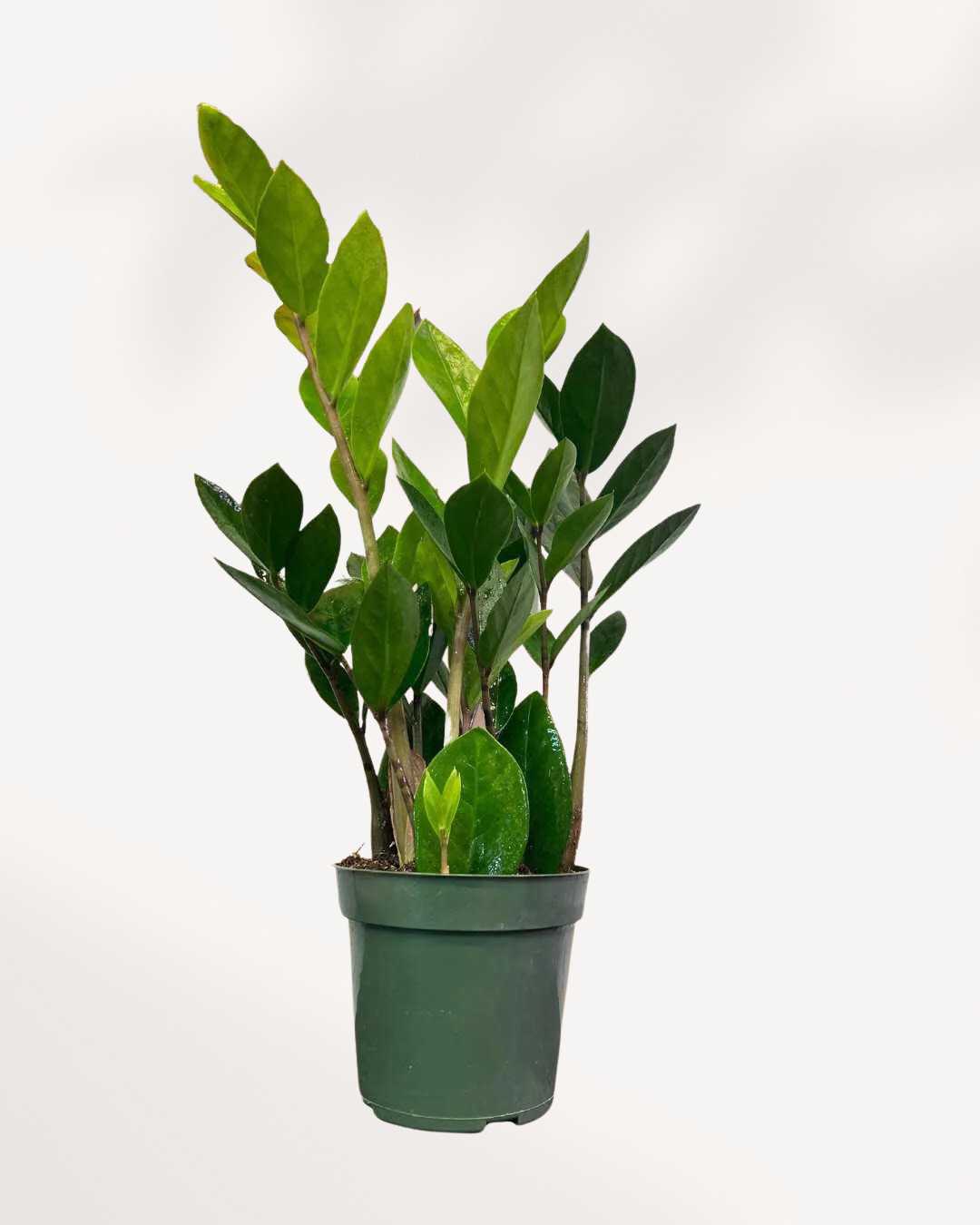 Managing ZZ Plant Height: Tips and Tricks for Your Tall Zamioculcas ...