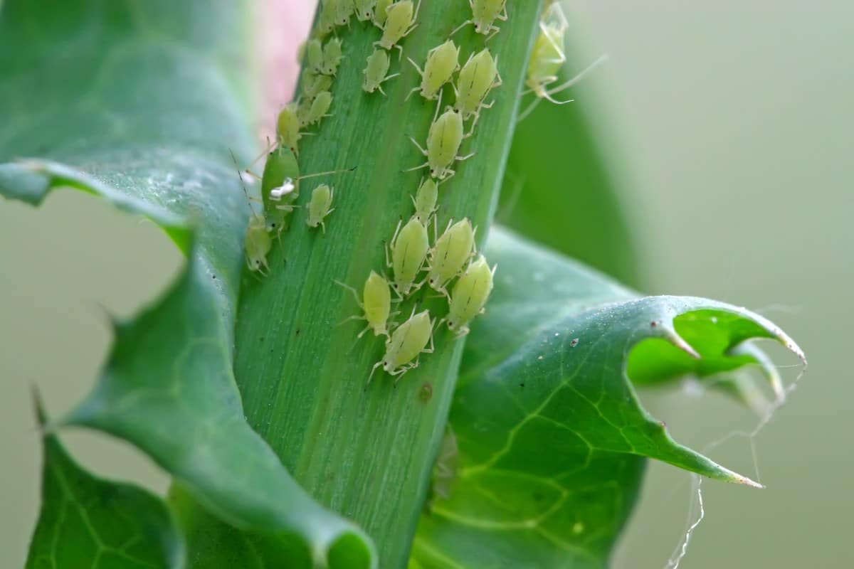 Battling Aphids: A Beginner's Guide to Protecting Your Plants