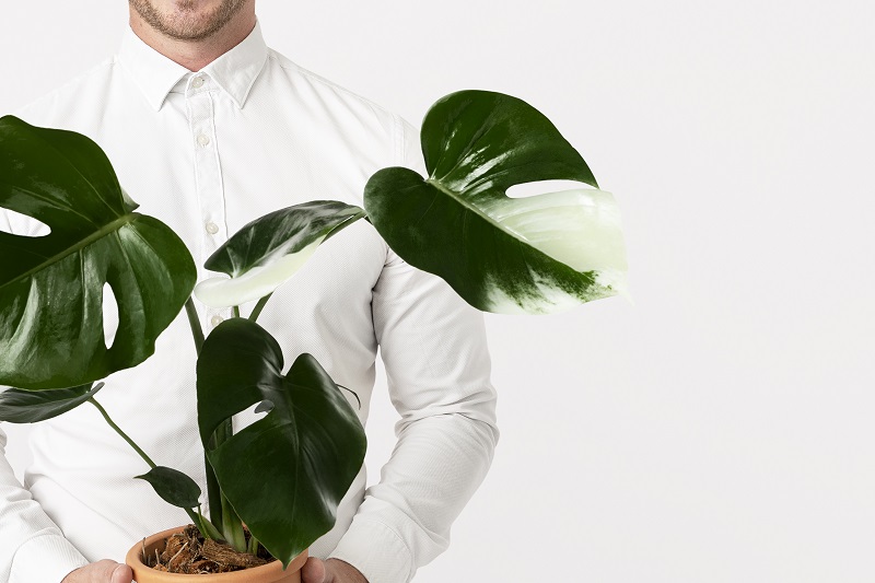 How to take care of the Monstera Plant