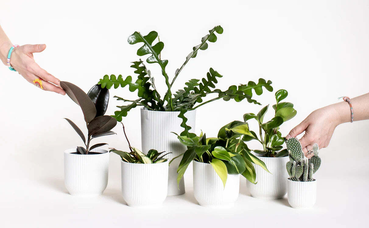 Bringing Nature Indoors: Buy Plants Online for the Ultimate Convenience and Lifetime Support