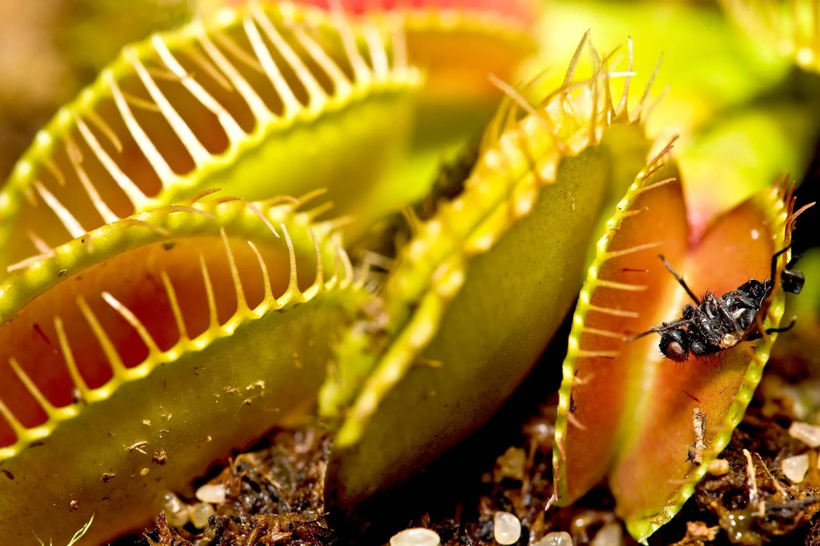 9. Jaws That Snap: Witnessing The Stealthy Power Of Venus Fly Traps In Toronto