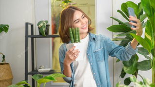 Indoor House Plants: Adding Life and Greenery to Your Home