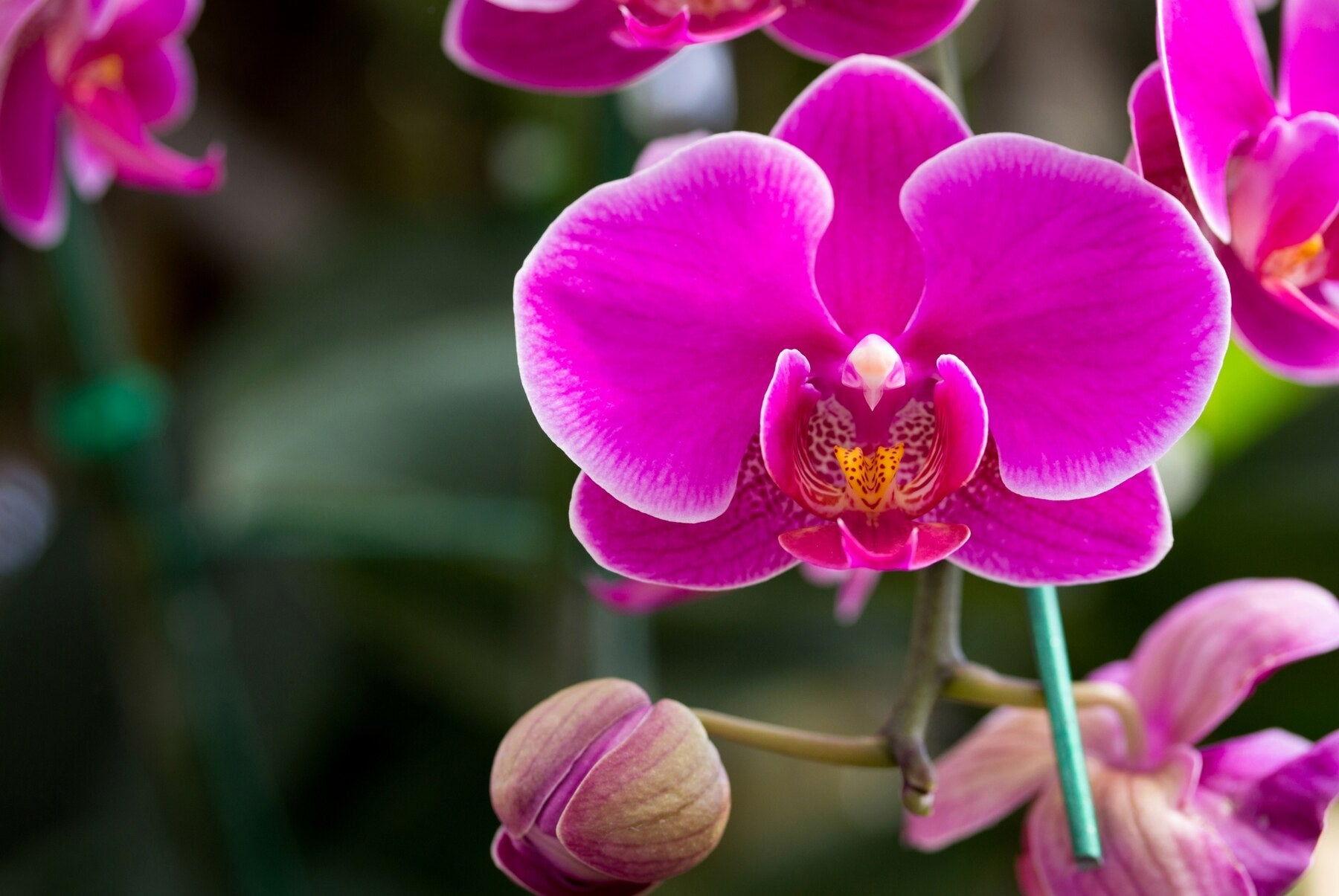 The Comprehensive Guide to Orchid Care: Blooms, Watering, and More