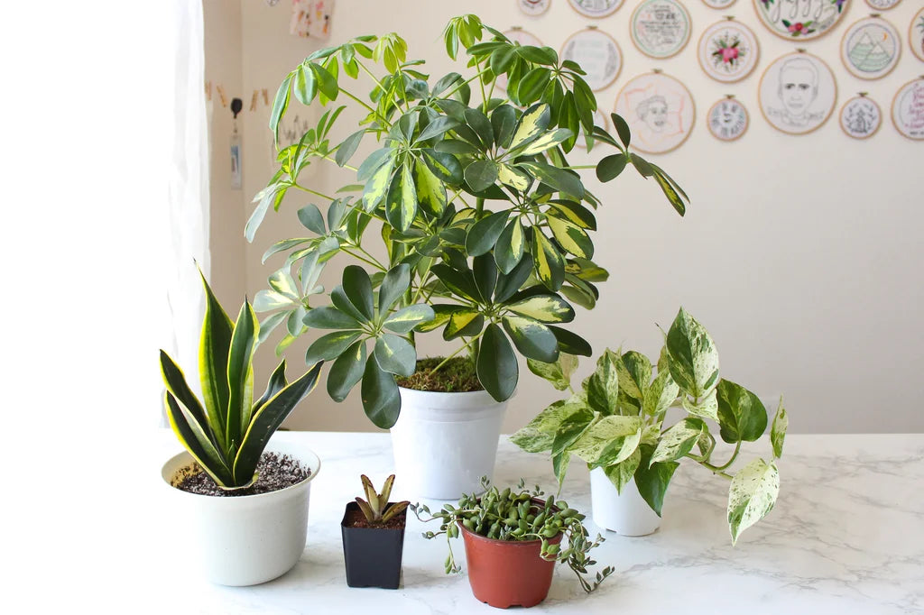 Choosing the Right Pot Size for Your Indoor Plants: A Comprehensive Guide