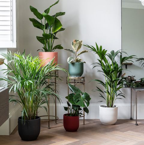 Choose the Ideal Spot For Your Plants – Here’s How