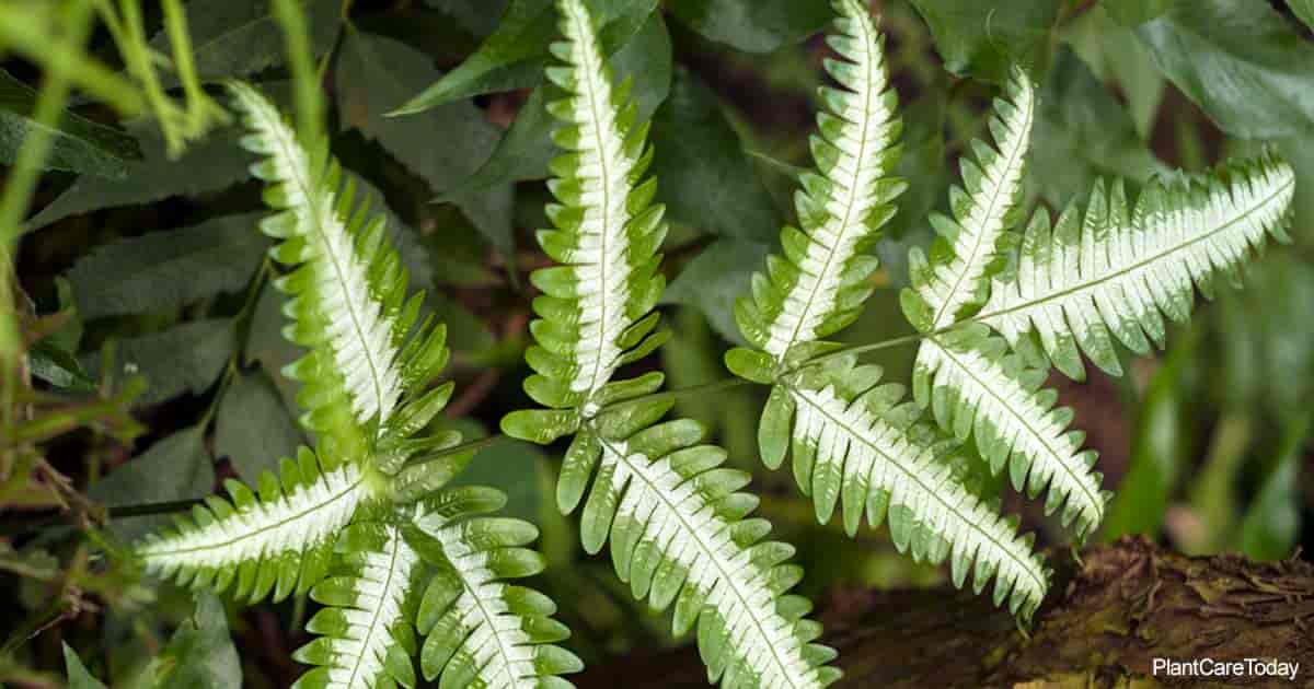 Silver lace ferns are beautiful and easy to maintain! Learn all the tips and tricks of caring for these gorgeous plants with this guide.