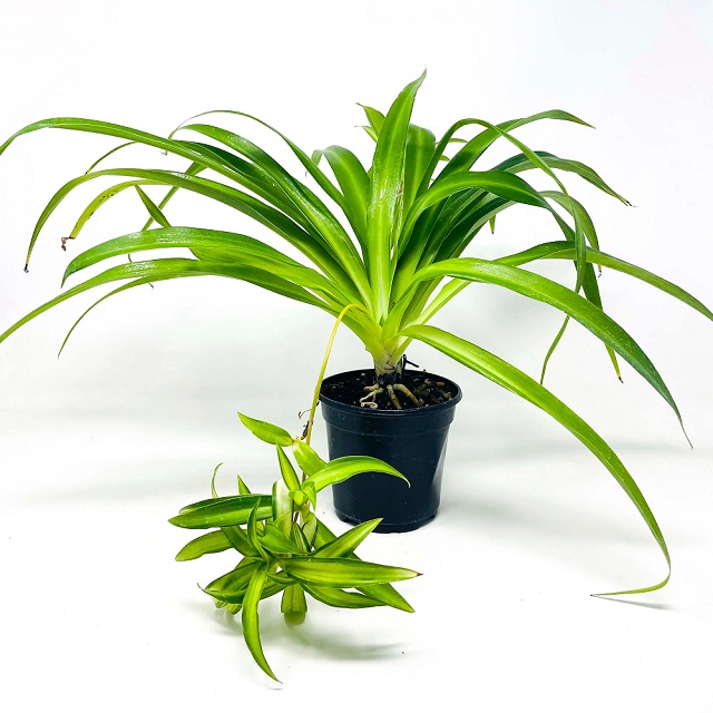 Hawaiian spider plant care