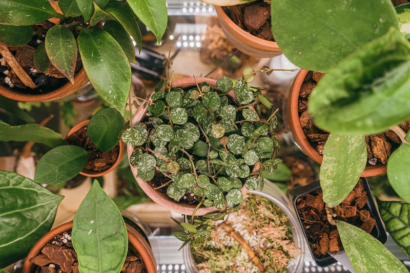 Discover Hoya Plants: Shop and Learn Care Tips