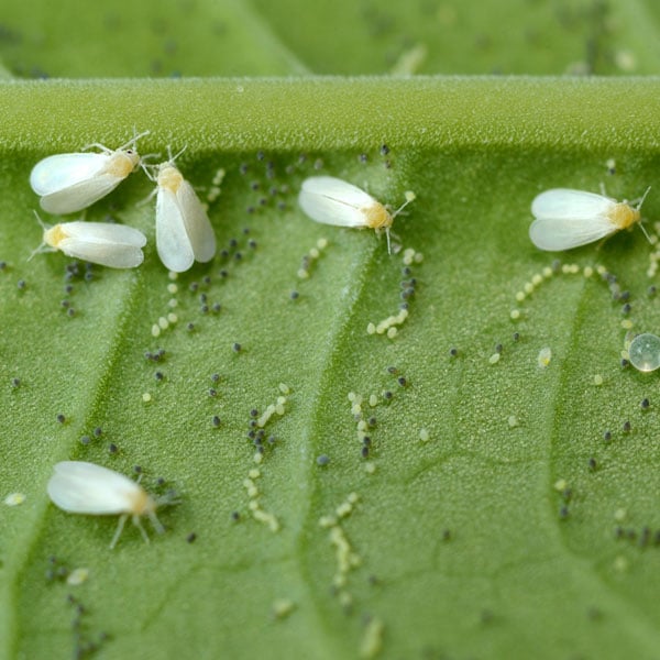 How to Deal with Whitefly Infestations