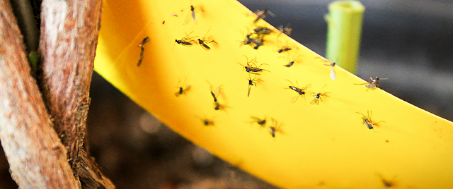 What are Fungus Gnats?