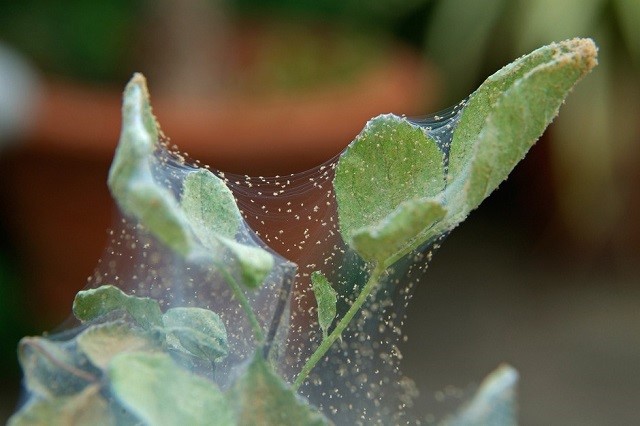 Tackling spidermites a comprehensive guide to combatting common houseplant-pests