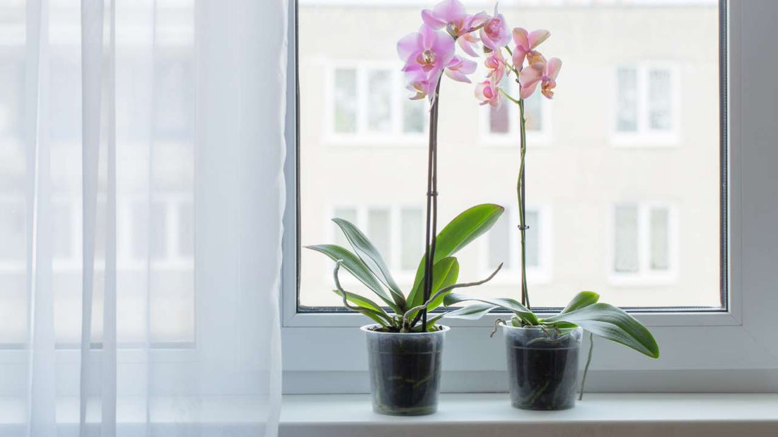 Orchidee Plant Care