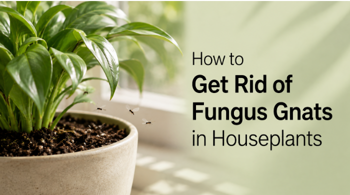 How to Get Rid of Fungus Gnats in Houseplants