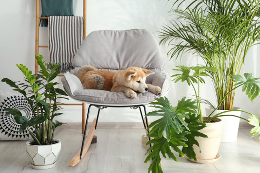 10 Pet-Friendly Houseplants for Your Home