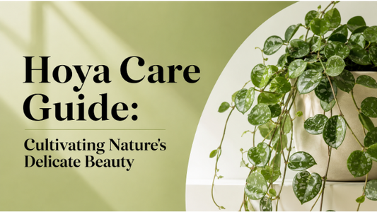 Hoya Care Guide: Cultivating Nature's Delicate Beauty