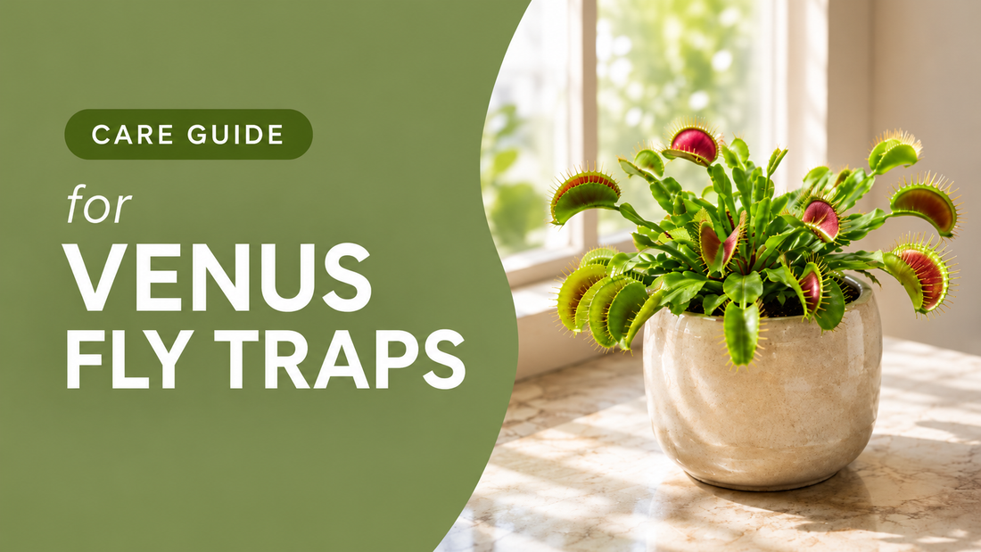 How to care for Venus Fly Trap