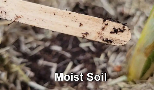 Check Soil Moisture In Potted Plants