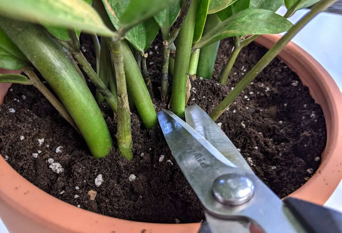 Trimming Your ZZ Plant