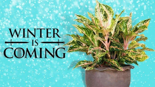 How to Safely Transition Your Outdoor Plants Indoors for Winter