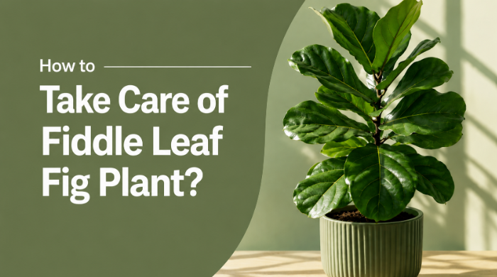 How to take care of Fiddle Leaf Fig Plant?