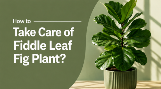 How to take care of Fiddle Leaf Fig Plant?