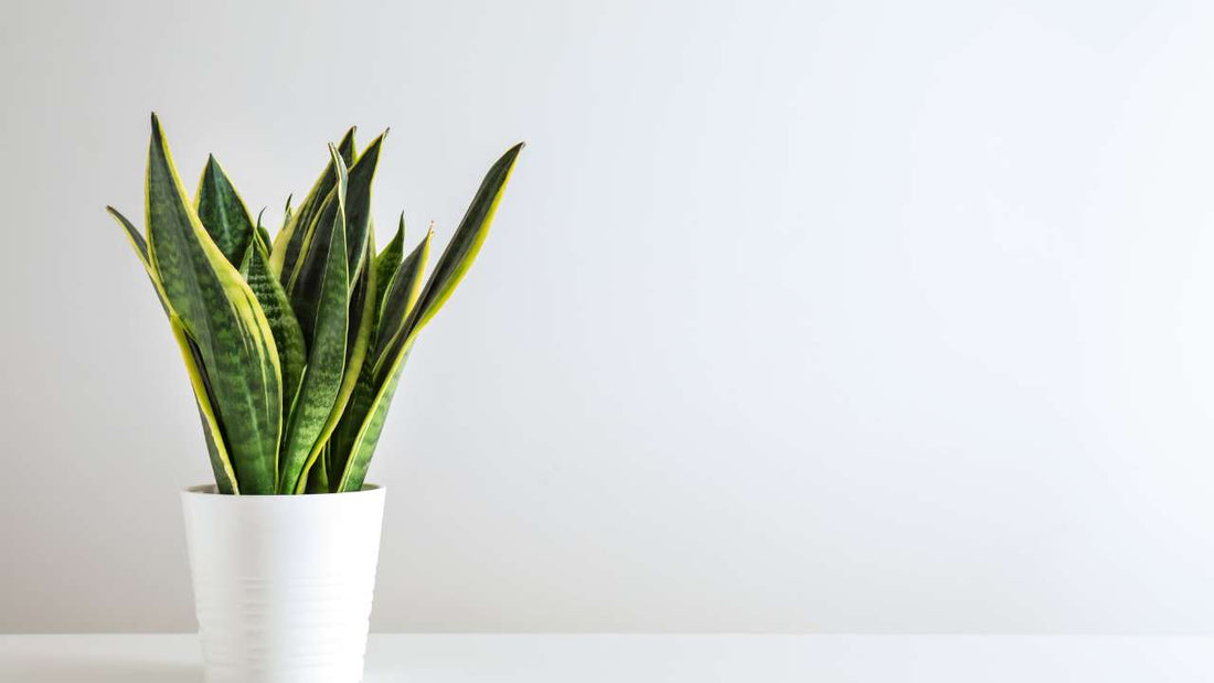 Snake Plant - Mother-in-laws Tongue