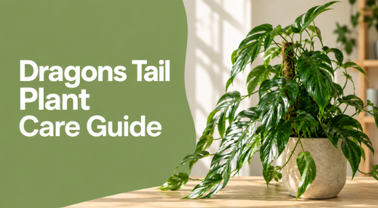 Unveiling the Elegance of Dragon's Tail Plant Mastering Essential Care