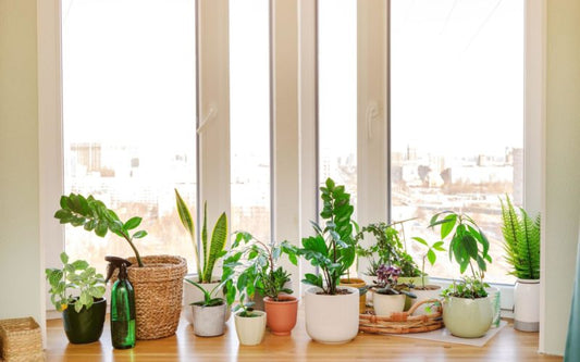 "Unleashing Your Green Thumb: A Comprehensive Guide to Houseplant Collections."