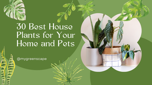 Best Indoor House Plants for Your Home and Pets