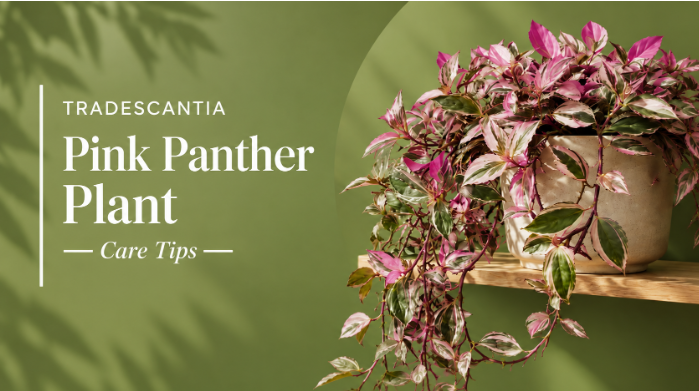 Tradescantia Pink Panther Plant: Best Care Tips and Common Problems