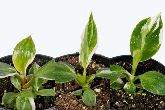 White Philodendron Varieties: A Guide to the Captivating White Princess, White Knight, and White Wizard