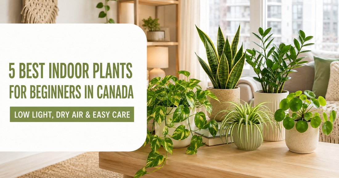 5 Easy Indoor Plants You Won't Kill in a Canadian Apartment