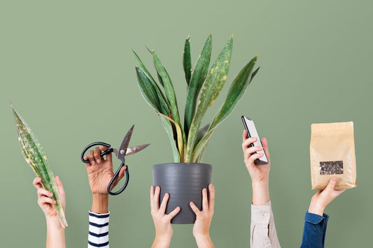 Don't know what to look for when buying plants online? Here are 5 essential tips that will help you find the perfect addition to your garden.