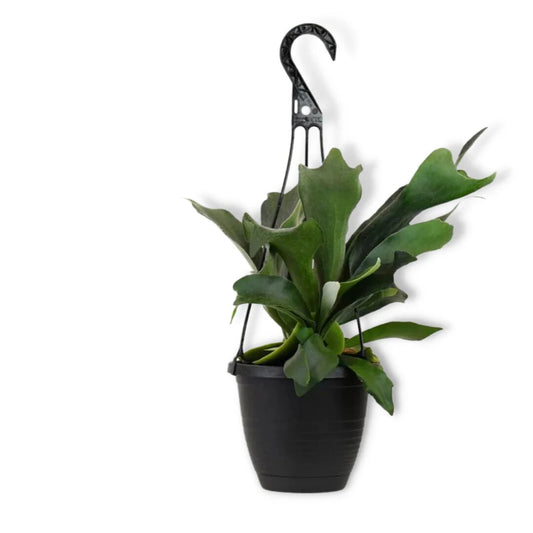 Beautify Your Home With a Stunning Staghorn Fern Hanging Basket