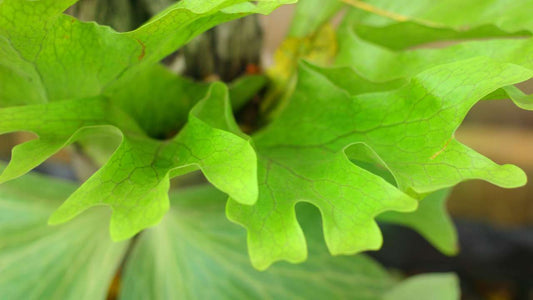 Staghorn Fern Care